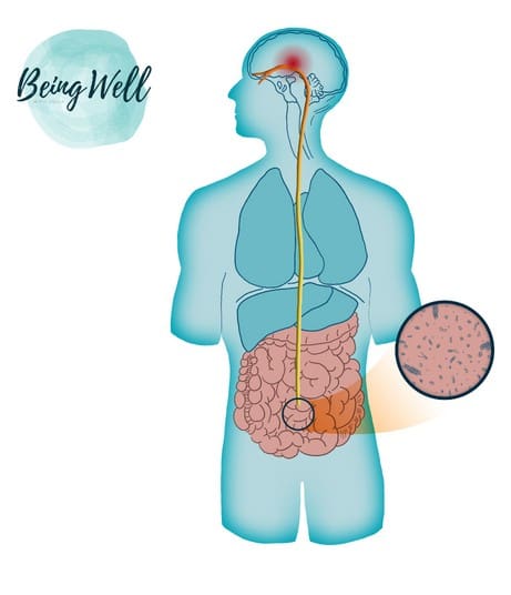 gut brain connection